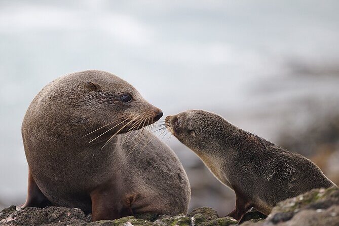 Clearwater Private Penguin & Wildlife Tour from Port Otago (5hrs) - Final Thoughts