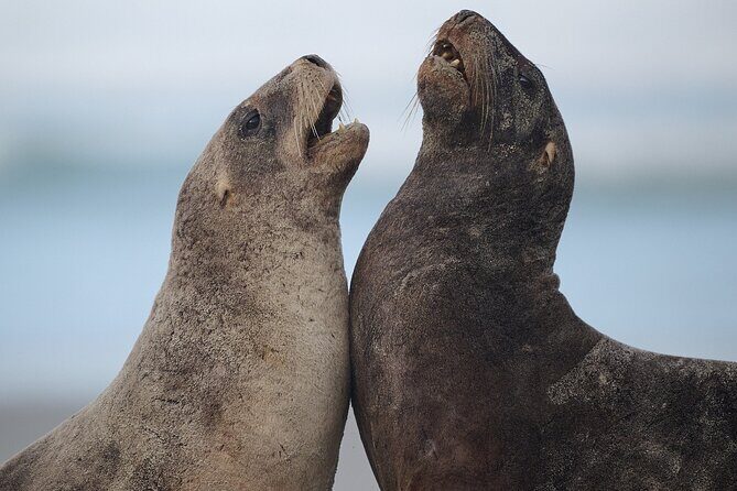 Clearwater Wildlife Tours (small group 10max) Otago Peninsula - An In-Depth Look at Clearwater Wildlife Tours on Otago Peninsula