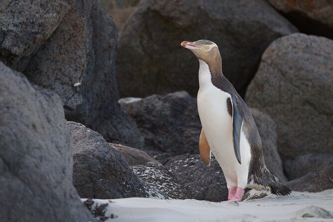 Clearwater Wildlife Tours (small group 10max) Otago Peninsula - FAQ