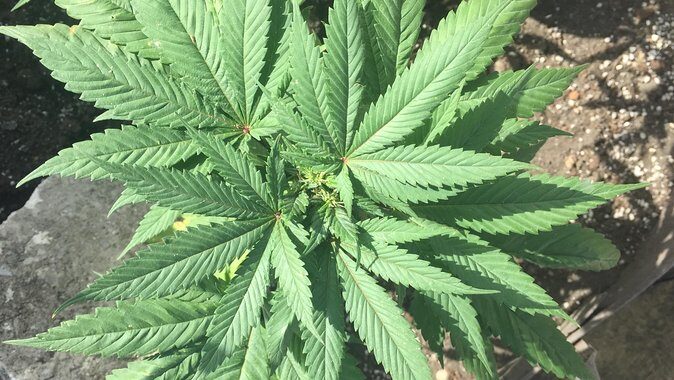 Cliff jumping and Sunsets - FAQs