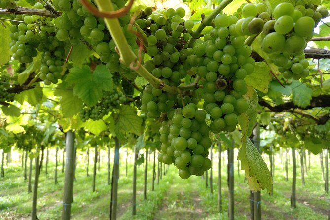 CLIFFS, GRILLED FISH and TXAKOLI WINE - Private Gastronomic Adventure - Overall Experience and Value