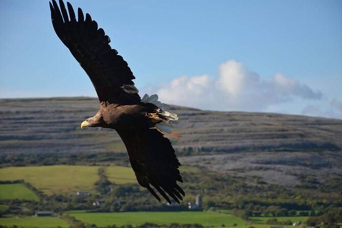 Cliffs of Moher & Burren Day Tour with a 2 hour stop at Cliffs - Additional Information
