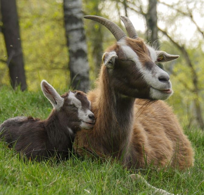 Climb the mountains together with goats - The value of this experience: What it means for you