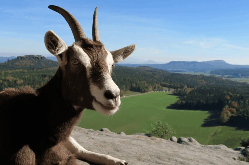 Climb the mountains together with goats - Final thoughts