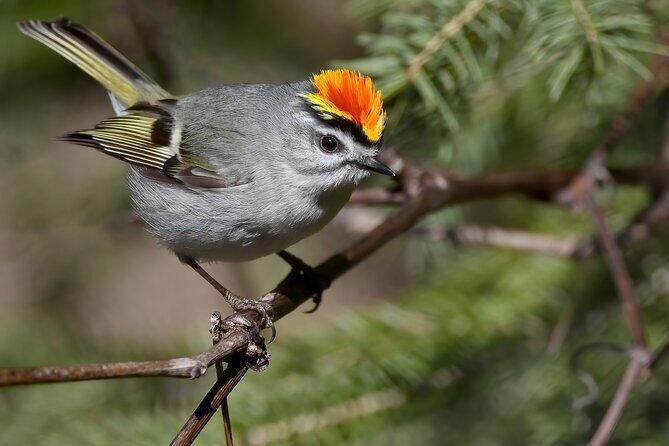 Clingmans Dome Self Guided Walking Audio Tour - Final Thoughts