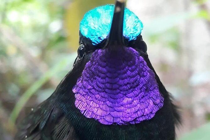 Cloud Forest Adventure: Hike the Mystical Canopy! - Key Points