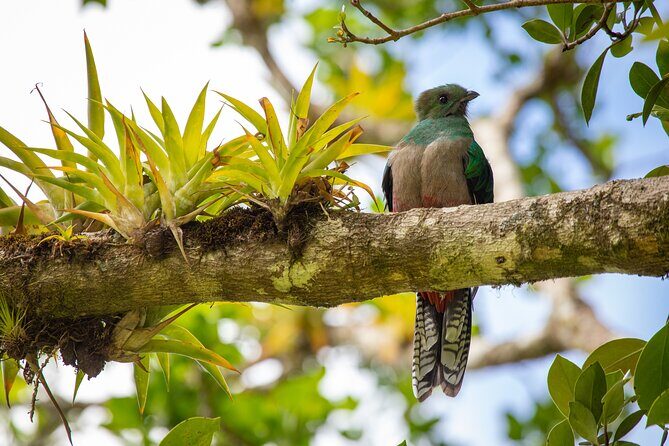 Cloud Forest Adventure: Hike the Mystical Canopy! - The Sum Up