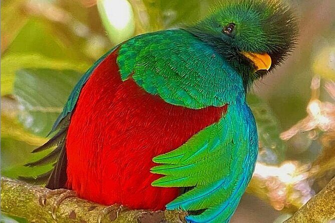 Cloud Forest hanging bridges with a local naturalist tour guide - What to Expect on the Cloud Forest Hanging Bridges Tour