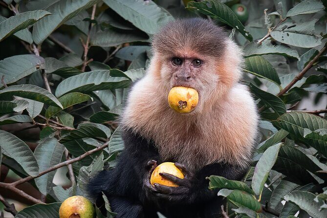 Cloud Forest Natural History Tour - Exploring the Monteverde Cloud Forest Natural History Tour
