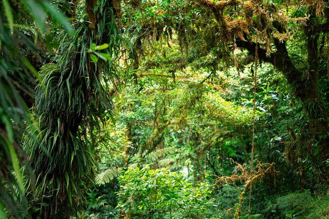 Cloud Forest Natural History Tour - Key Points