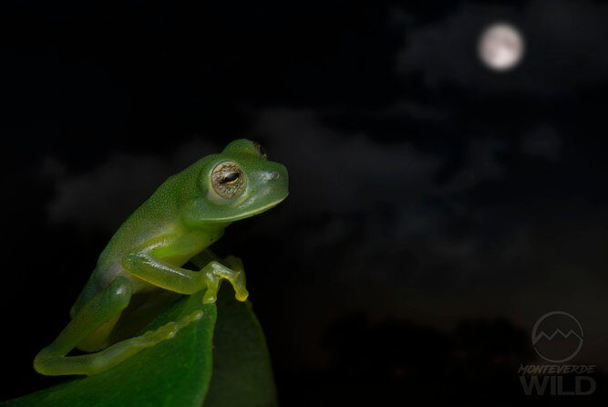 Cloud Forest Night Walk in Monteverde -Monteverde Wild- - Who Should Book This Tour?