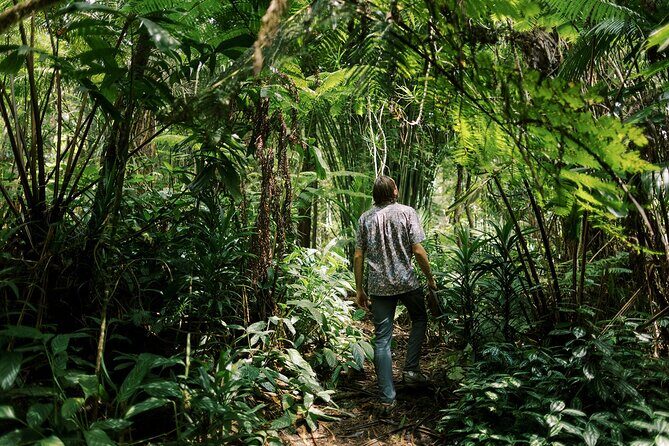 Cloud Forest Sanctuary Jungle Tour - Experience the Kona Cloud Forest Sanctuary Jungle Tour