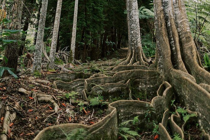 Cloud Forest Sanctuary Jungle Tour - Key Points