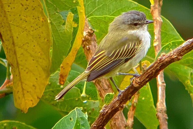 Cloud Forest Small Group Tour - The Cloud Forest Small Group Tour: A Close-Up of Monteverde’s Birdlife