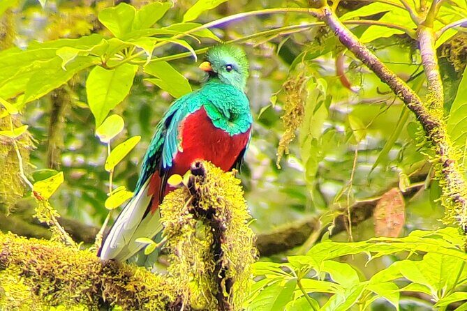 Cloud Forest Small Group Tour - Key Points