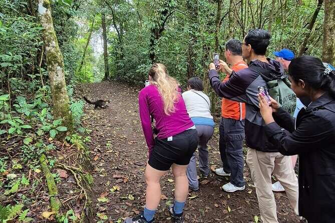 Cloud forest wonders guided tour - Experience the Magic of Monteverde’s Cloud Forest with a Guided Tour