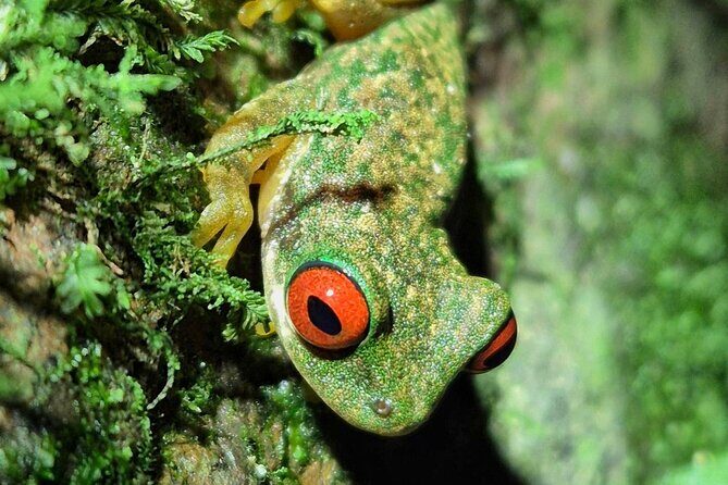 Cloud forest wonders guided tour - FAQs