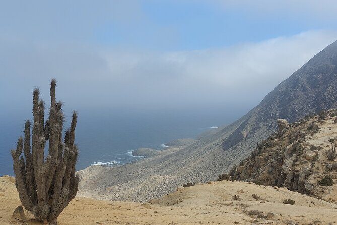 Coast and Atacama Desert English Bay and Sugar Loaf from La Serena - FAQ