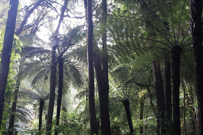 Coast and Rainforest Eco-Tour from Auckland with Picnic Lunch - FAQ