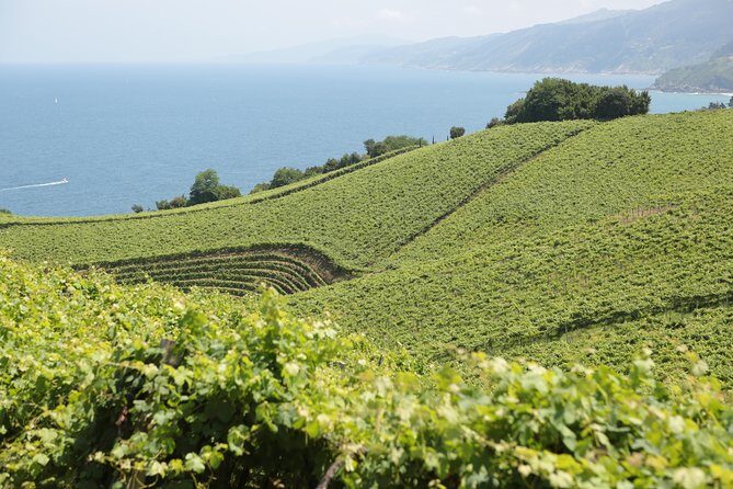 Coast, fish and txakoli wine - Who Is This Tour Best For?