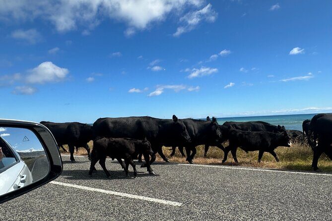 Coastal Connoisseur Wellington to Wairarapa Wine & Seal safari - An In-Depth Look at the Coastal Connoisseur Tour