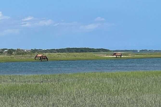 Coastal Excursion/Sunset Cruise/Sand Dollars/Sea Shells/Horses - Why It’s a Great Choice for Your North Carolina Trip