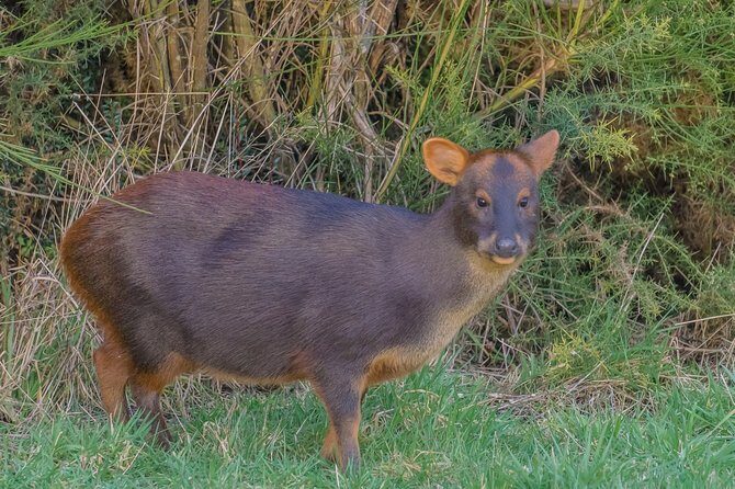 Coastal Villages Tour of Chiloé from Castro - Practical Aspects: What You Need to Know