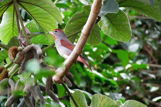 Coba and Punta Laguna Guided Birdwatching Private Tour - Frequently Asked Questions