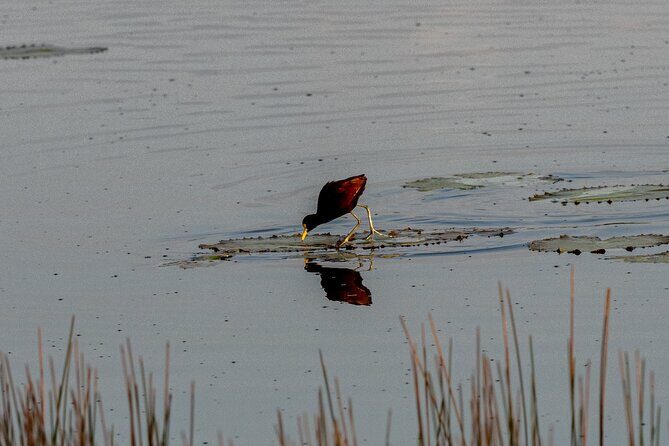 Coba and Punta Laguna Guided Birdwatching Private Tour - Wrapping It Up: Is This Tour Right for You?