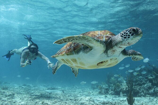 Coba Mayan Ruins and Sea Turtles Snorkeling with Lunch - Final Thoughts: Is This Tour for You?