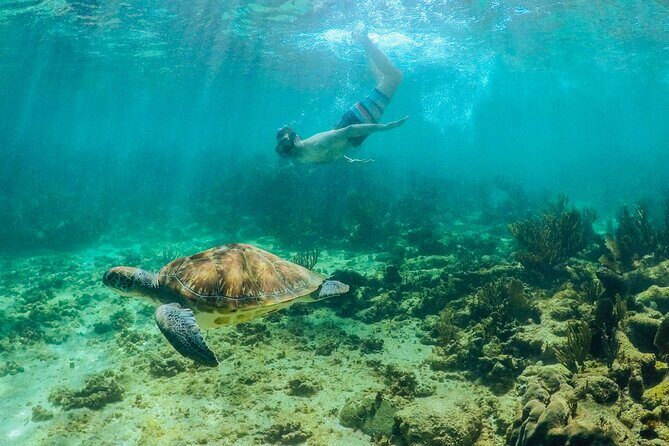 Coba Mayan Ruins and Sea Turtles Snorkeling with Lunch - Frequently Asked Questions (FAQs)