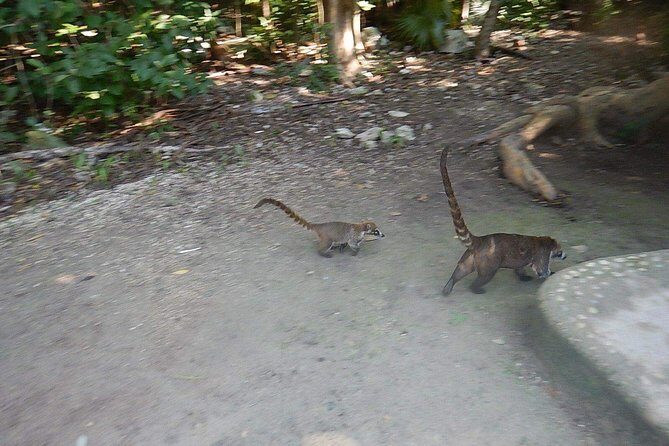 Cobá Ruins Tour (Private, Half Day) - Key Points