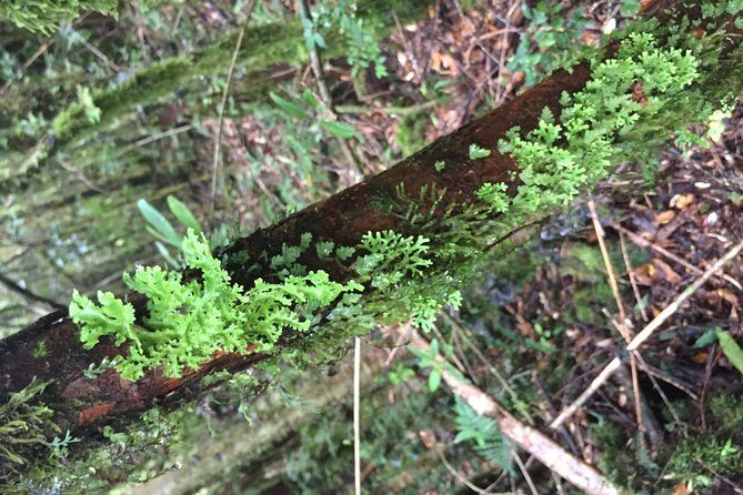 Cochamo Hike Day trip. - Frequently Asked Questions