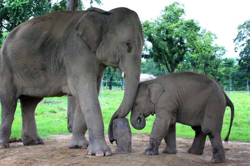 Cochin: 5-Day Private Tour of Munnar, Alleppey & Backwaters - FAQs