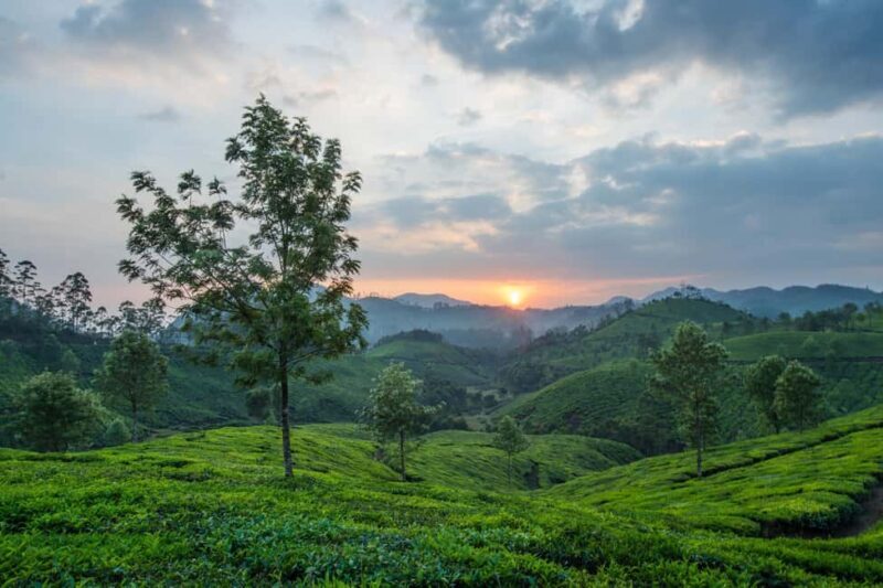 Cochin: Munnar Hill Station Tea Garden Overnight Tour - Is This Tour Right for You?