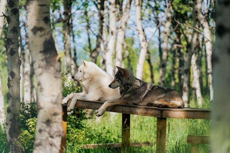 Cochrane: Yamnuska Wolfdog Sanctuary Tour - Key Points
