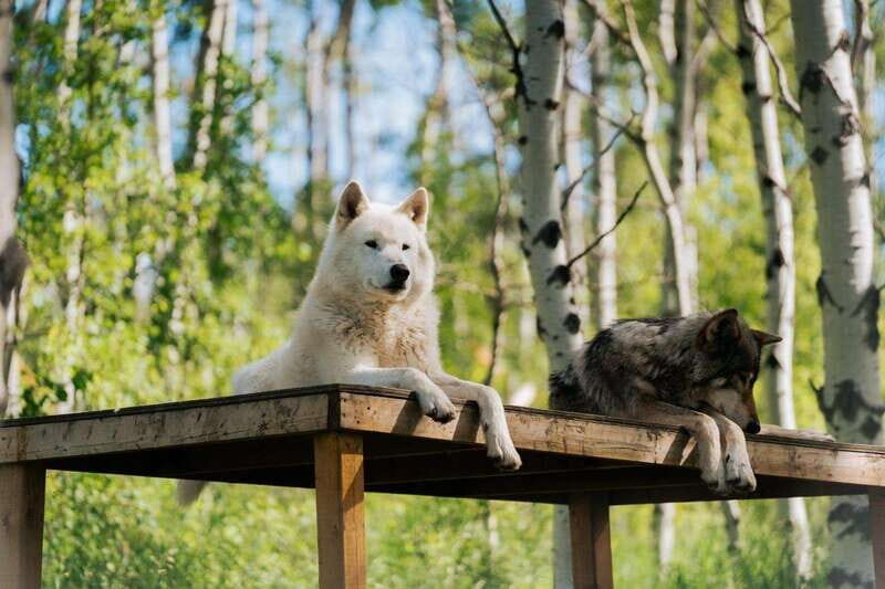 Cochrane: Yamnuska Wolfdog Sanctuary Tour - The Balance of Education and Observation
