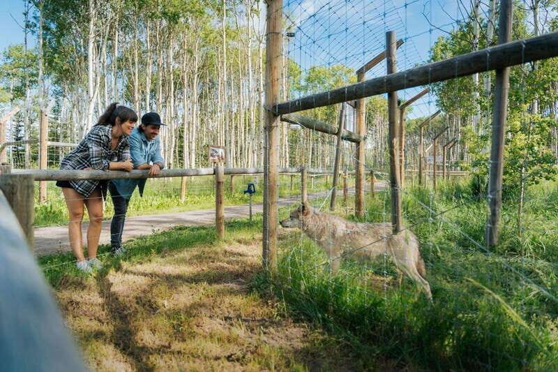 Cochrane: Yamnuska Wolfdog Sanctuary Tour - FAQ