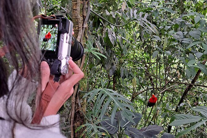 Cock of the Rock Birdwatching in Jardin with Professional Guide - Key Points