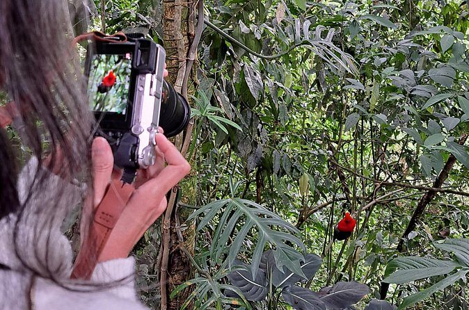 Cock of the Rock Birdwatching in Jardin with Professional Guide - Authenticity and Real Reviews