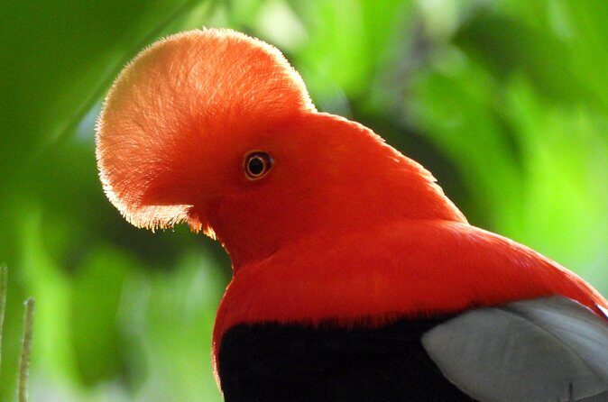 Cock of the Rock Birdwatching in Jardin with Professional Guide - The Sum Up