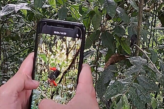 Cock of the Rock Birdwatching in Jardin with Professional Guide - FAQs