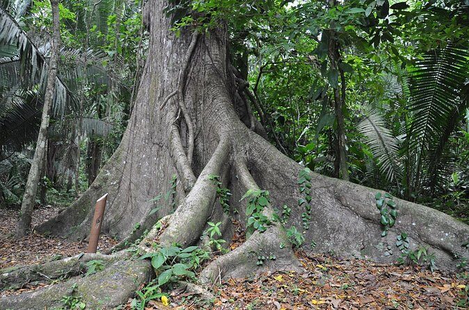 Cockscomb Basin Waterfalls and Jungle Hike Tour - FAQ