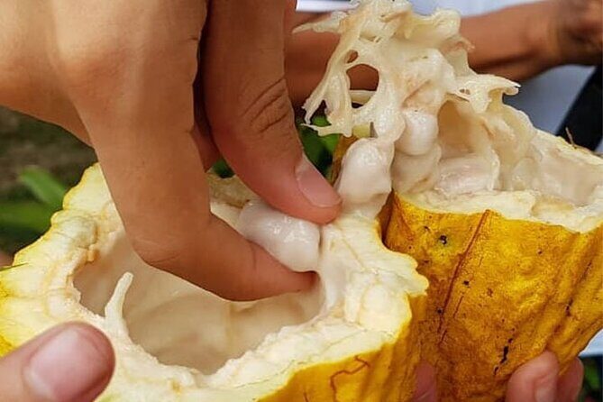 Cocoa and Cloud Forest private full day tour - Key Points