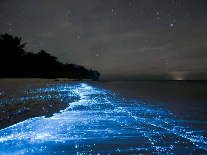 Cocoa Beach: Clear Kayak Bioluminescence Tour - A Closer Look at the Cocoa Beach Bioluminescence Tour