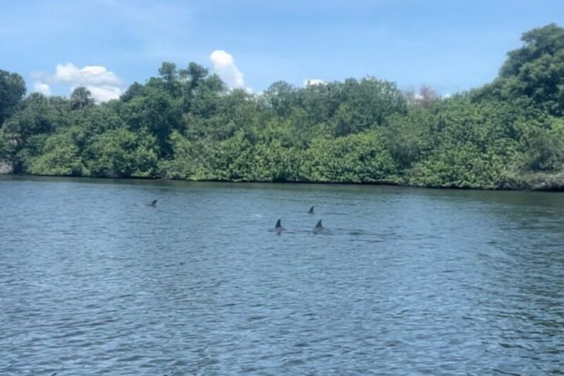Cocoa Beach: Dolphin and Manatee Kayak or Paddle Tour - The Experience: What to Expect on the Water