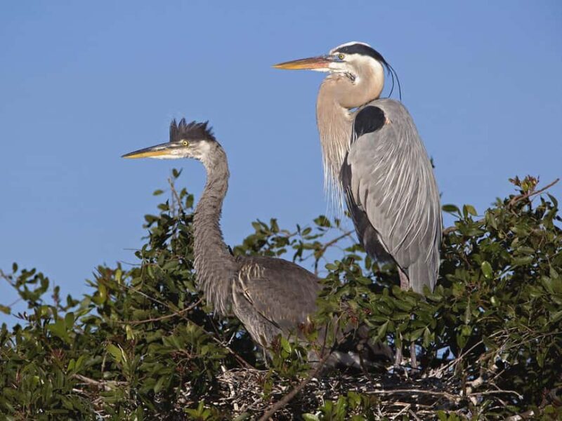 Cocoa Beach Dolphin and Wildlife Tour - Key Points