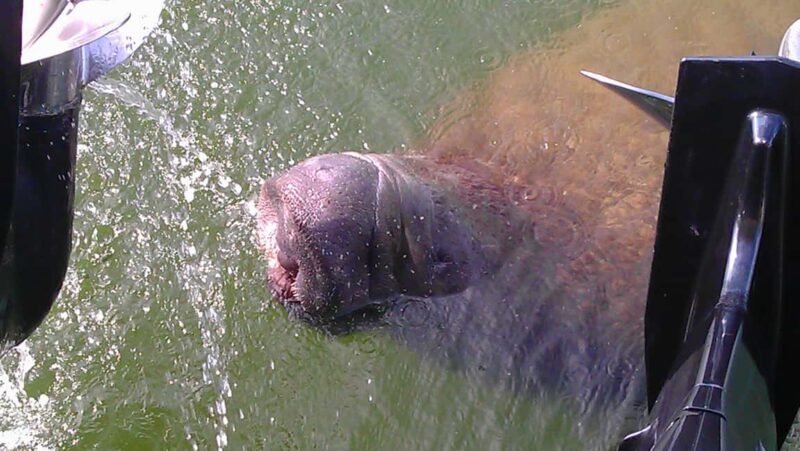 Cocoa Beach Dolphin and Wildlife Tour - A Natural Dive into Cocoa Beach’s Wildlife