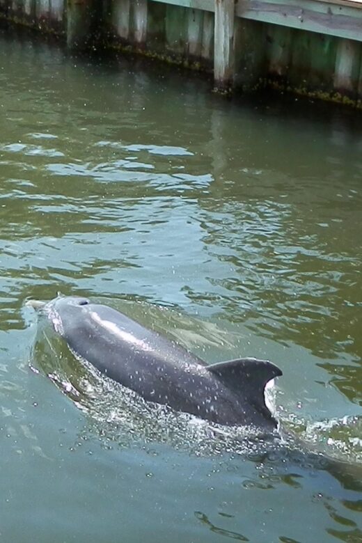 Cocoa Beach Dolphin and Wildlife Tour - Possible Drawbacks or Considerations