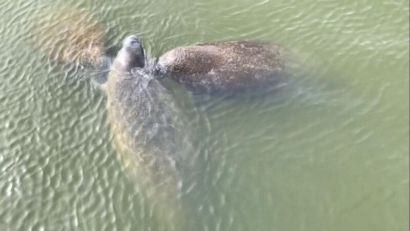 Cocoa Beach Dolphin and Wildlife Tour - The Sum Up